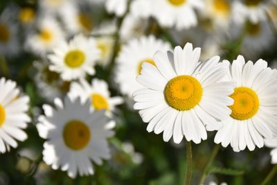 Close-up of white flowers blooming outdoors