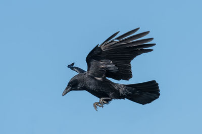 Low angle view of bird flying