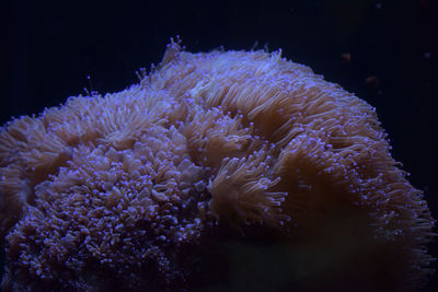 Close-up of coral in sea