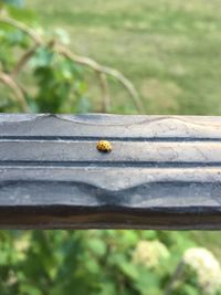 Close-up of ladybug on wood