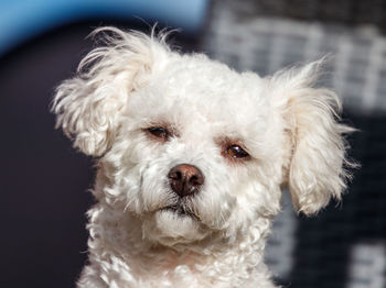 Close-up portrait of white dog