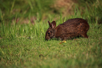 Marsh rabbit sylvilagus palustris with its short ears and large eyes in naples, florida