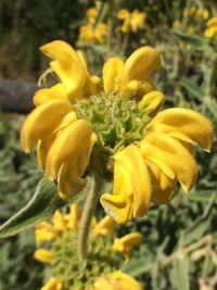 Close-up of yellow flower