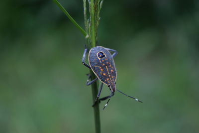 Close-up of butterfly