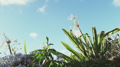 Low angle view of plants growing against sky