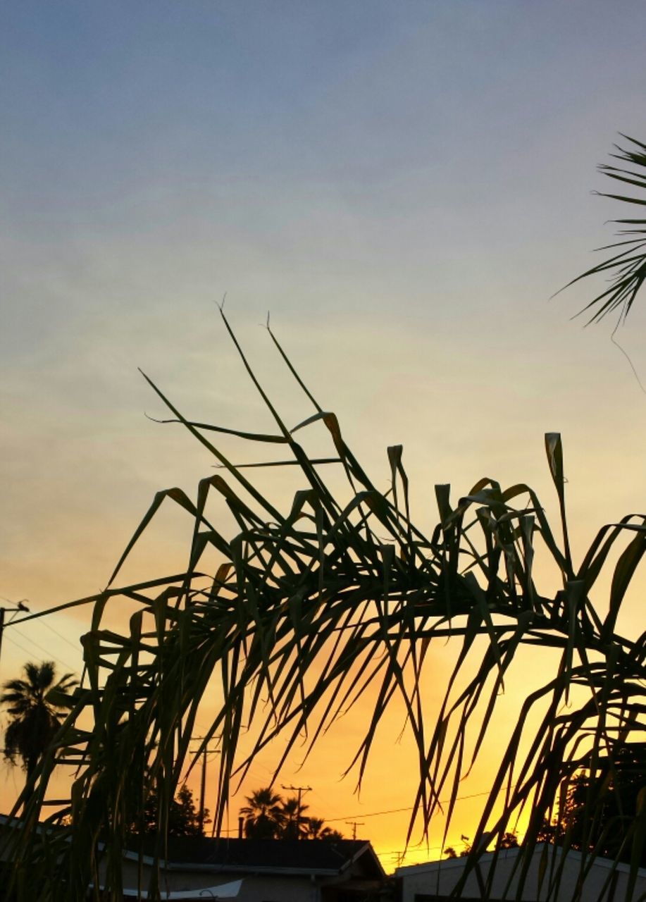 sunset, silhouette, sky, growth, nature, tranquility, palm tree, beauty in nature, tranquil scene, plant, scenics, orange color, outdoors, dusk, no people, tree, idyllic, low angle view, clear sky, sunlight