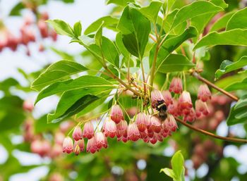 Close-up of bee on flower