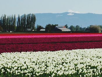 View of flowering plants on field against sky