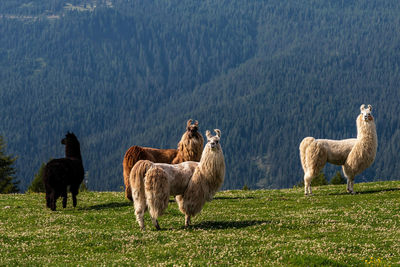 Llamas in the meadow in mountains