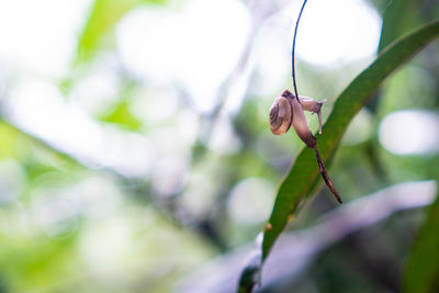 Close-up of butterfly on leaf