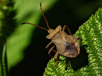 Close-up of insect on leaf