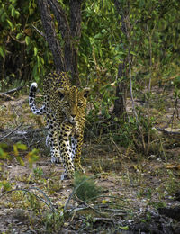 Full length of a cat