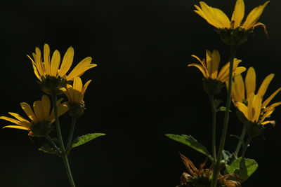 Close-up of yellow flowers against black background