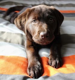 Close-up portrait of dog lying on bed