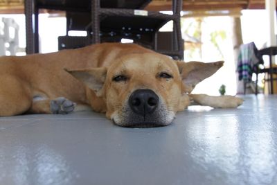 Close-up portrait of dog lying on floor