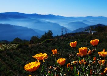 Close-up of flowering plants on field against mountains