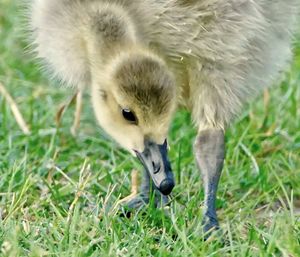 Close-up of young bird on field