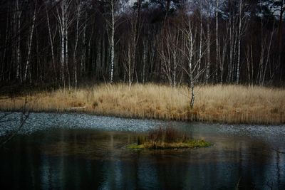 Scenic view of lake in forest