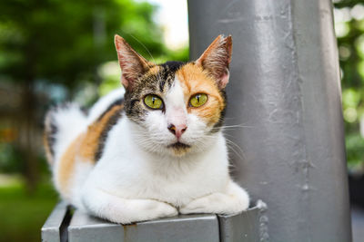 Close-up portrait of a cat