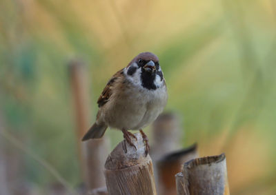 Close-up of bird perching on wooden post