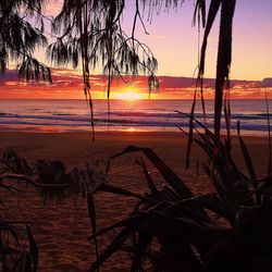 View of bare trees at beach during sunset