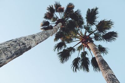 Low angle view of palm tree against clear sky