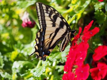 Close-up of butterfly pollinating on pink flower