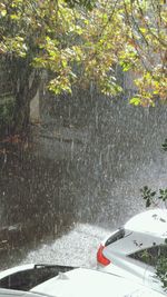 Plants growing on road