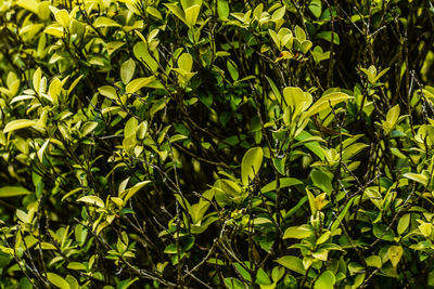 Close-up of green leaves