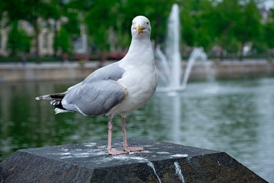 bird