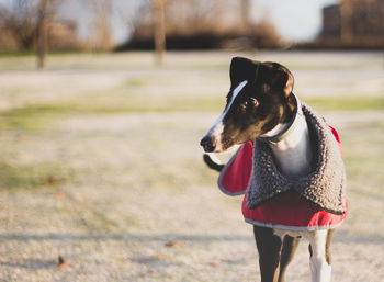 Portrait of dog running on field
