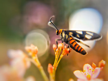 Close-up of butterfly pollinating on flower