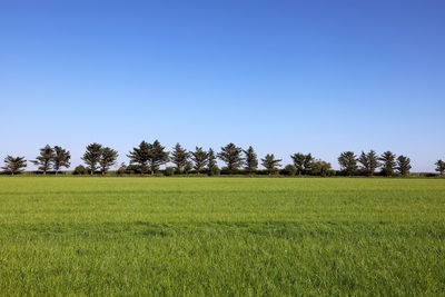 Scenic view of field against clear blue sky