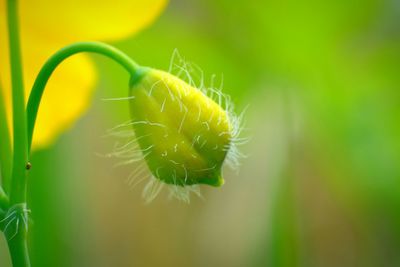 Close-up of yellow flower bud