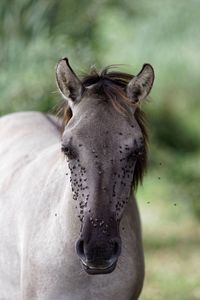 Close-up portrait of horse