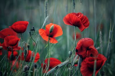 Close-up of red poppy flowers growing on field