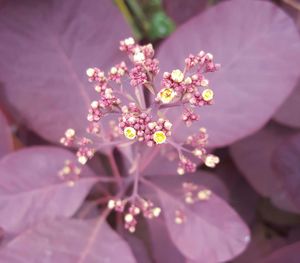 Close-up of purple flowers