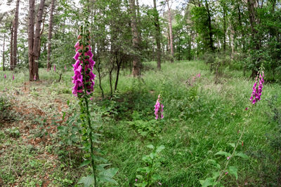 Purple flowers hanging on plant in forest