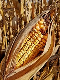 Close-up of corn on plant