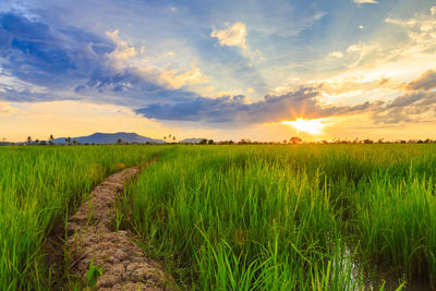 Scenic view of agricultural field against sky during sunset