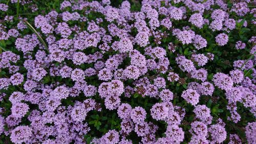 Close-up of plants