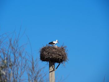 Stork resting in its nest on top of the pole