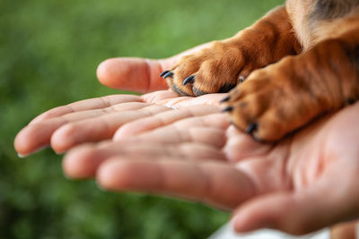 Cropped hands and paws