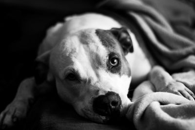 Close-up portrait of dog lying down