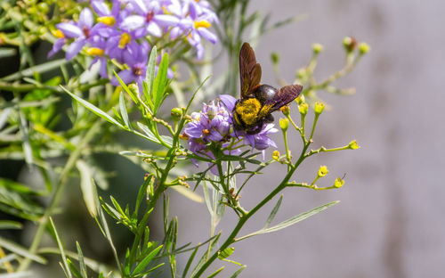 Close-up of bee pollinating on purple flower