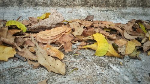 Close-up of dry leaves on ground