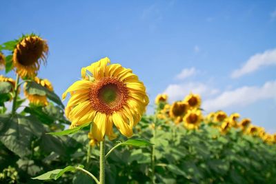 Close-up of fresh sunflowers blooming on field against sky