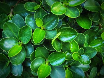 Full frame shot of fresh green plant