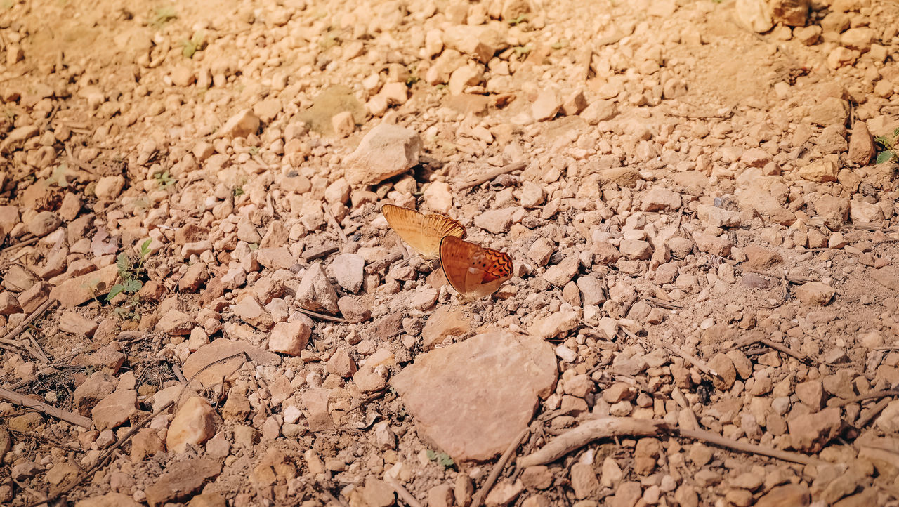 HIGH ANGLE VIEW OF CRACKED FIELD