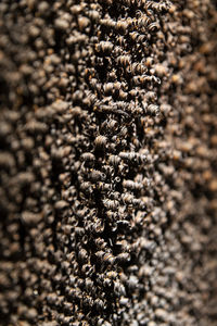 close-up
